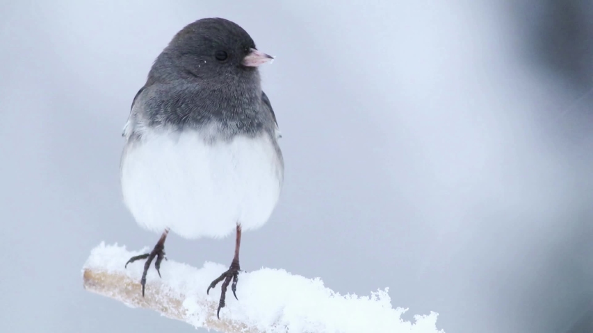 Dark eyed junco, Junco hyemalis, female, a perched left spins 360 during snowstorm 