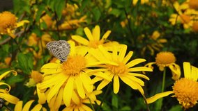 Close up video of a Lang's Short Tailed Blue Butterfly (Leptotes Pirithous) feeding on green leaved golden shrub daisies. Shot at 120 fps.
