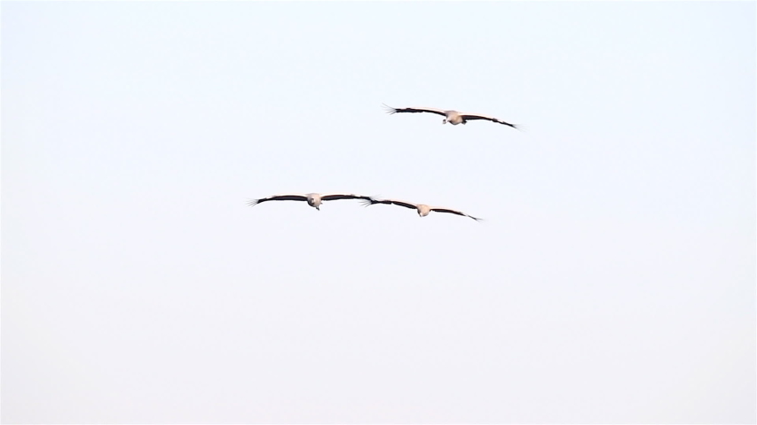 Common Cranes or Eurasian Cranes (Grus Grus) flying in mid air during migration. Slow motion clip.