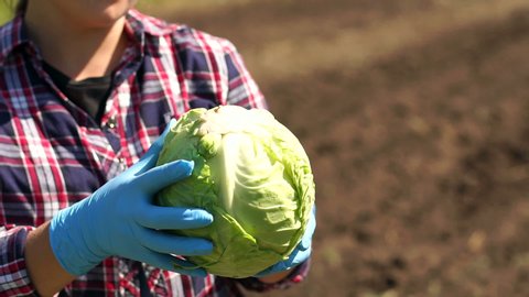 Close-up of a woman farmer holding a cabbage on the background of the dug field on which the tractor works. Rural industry, tractor digs the land after harvest. Farmer in the gloves keeps the cabbage.