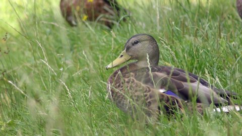 Wild ducks having rest and brush feathers in grass on bank of pond