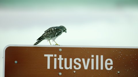Peregrine Falcon perched at the top a road sign that says TITUSVILLE in Florida