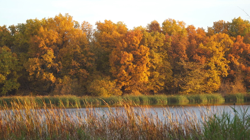 Beautiful autumn orange-yellow forest on the shore of the lake in Sunny weather