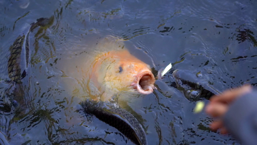 Slow motion feeding fish in pond, many fish nile tilapia eating food in farm agriculture, animal farm agriculture, organic farm animals in river, relaxing for tourist travel to feed and lookin fish 