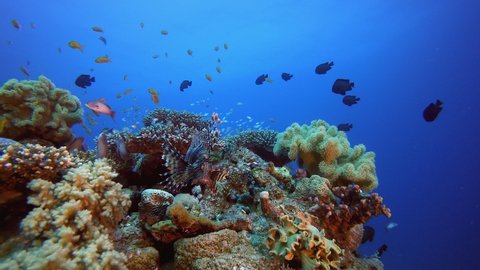 Tropical Coral Reefs Lionfish. Tropical blue sea water. Coral garden seascape. Sea waves. Underwater world life. Tropical underwater seascape. Reef coral scene. Colourful tropical coral reef