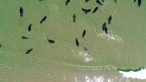 Cape Cod/Massachusetts  Aerial video of aquatic animal in cape cod    taken by drone camera