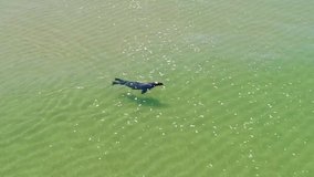 Cape Cod/Massachusetts  Aerial video of aquatic animal in cape cod    taken by drone camera