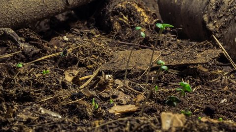 Shoots of vegetables germinating and growing up from dark soil.  Living garden in time lapse.