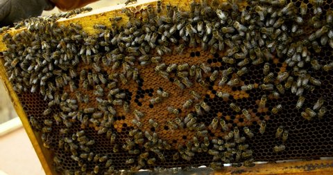 Honeycomb in a farm 4k