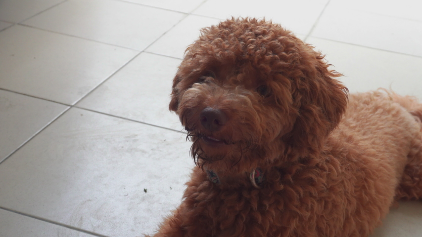 4K footage of happy joyful puppy lying on the floor