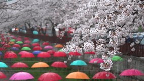 Jinhae Cherry Blossom Festival,Busan,South Korea