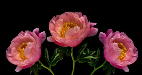 Timelapse of pink peony flowers blooming on black background