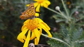 Close up video of an Old Small Copper Butterfly (Lycaena Phlaeas) with faded, tattered wings feeding on a  golden shrub daisy. Shot at 120 fps.
