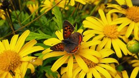 Close up video of a Small Copper Butterfly (Lycaena Phlaeas) feeding on a green leaved golden shrub daisy. Shot at 120 fps.
