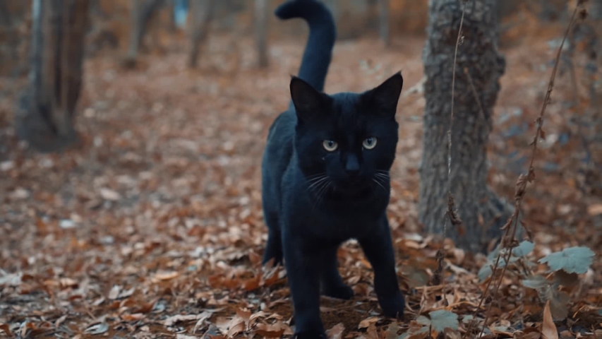black cat walks through the woods and looks for something. A wild cat. The cat ran away from home and got lost Royalty-Free Stock Footage #1042612147