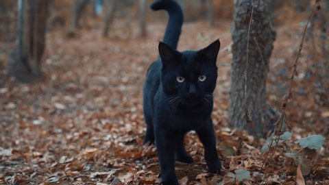 black cat walks through the woods and looks for something. A wild cat. The cat ran away from home and got lost