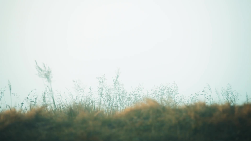 Grass in fog. Moody landscape close up on the Isle of Skye in Scotland