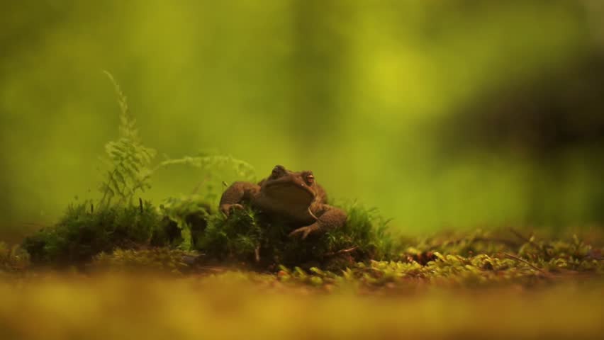 Toad resting and yawns next to a small fern