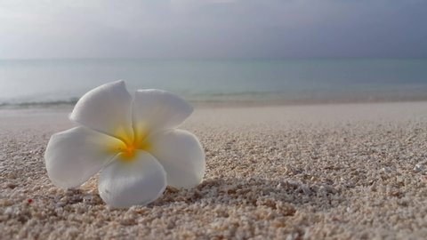 Isolated tropical white flower on white sand with dusty blur background of sea and sky in Malaysia, copy space