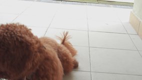 4K footage of happy joyful puppy lying on the floor