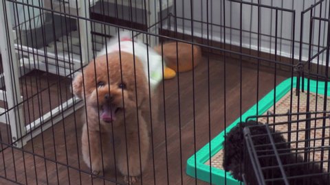 4K footage of happy joyful puppy playing inside small cage.