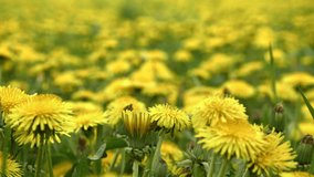 Dandelions on meadow. Yellow flowers in spring in nature. Honey production plant. Taraxacum officinale, low depth of field