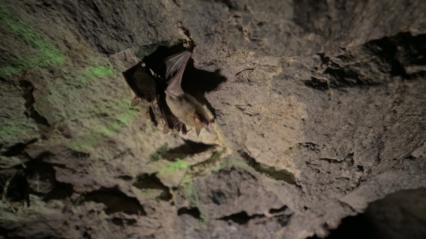 Speleological surveys in a deep cave.  Small brown bats are sleeping on the ceiling of the cave. Wild bats in the natural environment 