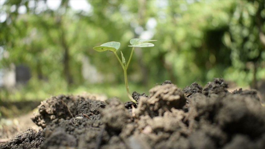 A man irrigates (flood) a small seed with his hand, the seed appeared from the soil. Small plant irrigate. | Shutterstock HD Video #1042641625