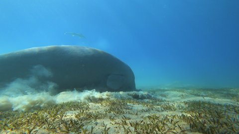 Dugong (sea cow) eating seagrass at the bottom in the sea.	
