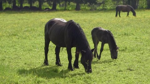 Austria, Mayrhofen - April 29, 2019: Beautiful black horses grazing in lush green summer pasture on a forest background .