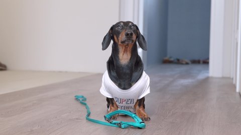 Cute dachshund dog in a white T-shirt with sitting on the floor next to a blue collar and looking up with sad eyes at the owner, hinting  that he wanting to go for a walk, barks loudly and wags its ta