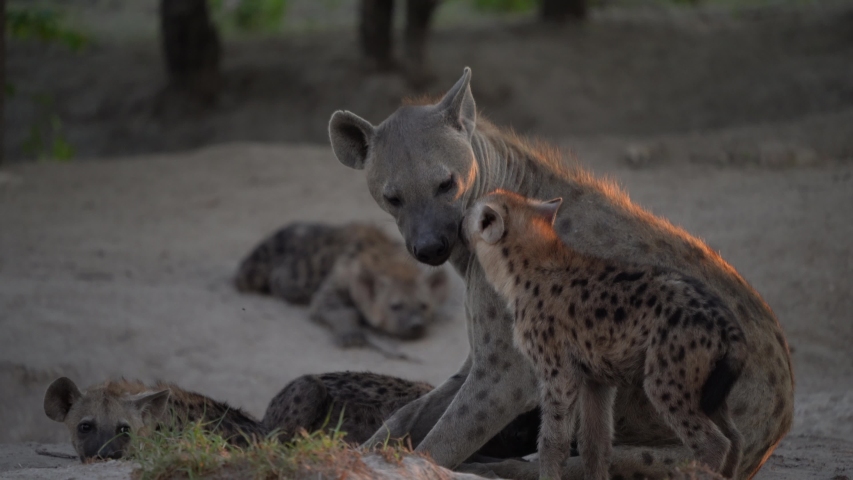 Spotted hyena, Crocuta crocuta, young babys in the dark forest. Pups with mother, Okavango delta, Moremi, Botswana in Africa. Night in the Africa nature, Hyenas with cubs near the nesting ground hole. Royalty-Free Stock Footage #1042655437