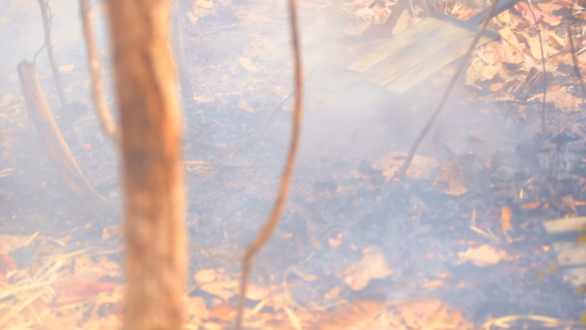 Slow motion fire and smoke burning dry leaf in forest, fireworker workding for stop burning wood and tree on hills in summer season, hot weather environment nature, fire destroy and danger of wildlife