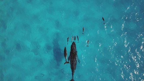 Drone footage of a Humback Whale mother as she introduces her calf to Dolphins for the first time on the Great Barrier Reef