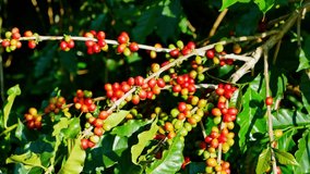 100% Organic Arabica Coffee Beans On Tree In CHIANG RAI, North of Thailand. 