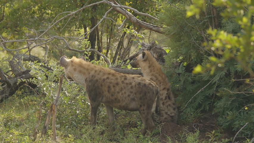 Two spotted hyenas, one is a pregnant female that is walking trought the bushs at Kruger National Park, South Africa, the male is resting.