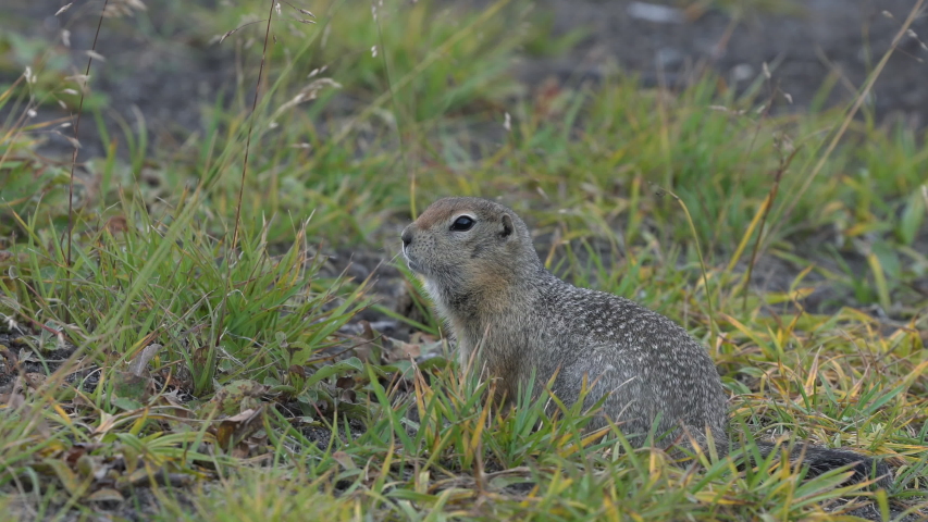 Arctic Ground Squirrel image - Free stock photo - Public Domain photo ...