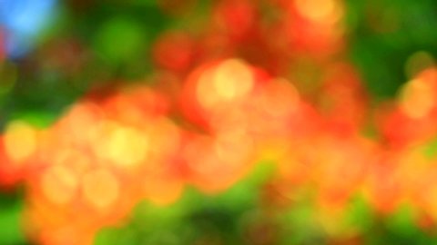blur garden red green nature abstract colorful leaves flower tree