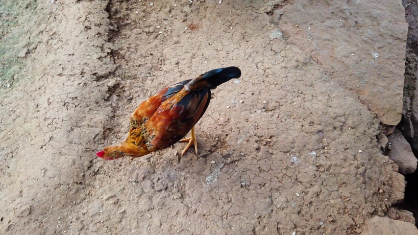 Hen and Cock pecking feed,Poultry farm