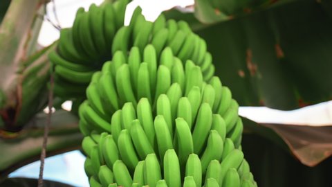 Banana plantation. banana trees with huge green leaves. A bunch of green growing bananas. The concept of organic food.