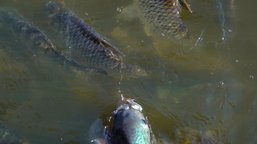 Slow motion feeding fish in pond, many fish nile tilapia eating food in farm agriculture, animal farm agriculture, organic farm animals in river, relaxing for tourist travel to feed and lookin fish 