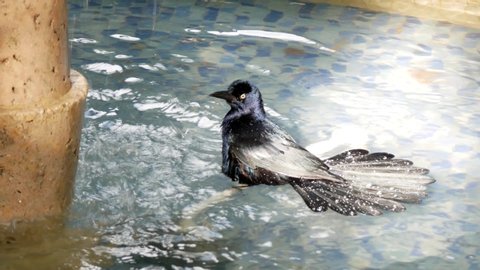 Beautiful Great-tailed grackle bird  swimming in a water fountain