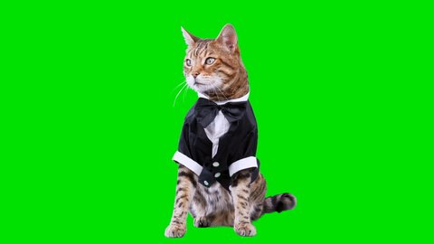 4K Bengal cat on green screen isolated with chroma key, real shot. Cat dressed up in tuxedo suit sitting down looking around.
