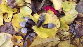 Hand catching acorns on yellow leaves. Colorful leaves and foliage on the ground. Autumn background. Slow motion. Seasonal concept