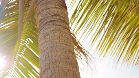 Close up of palm tree trunk and branches blowing in wind