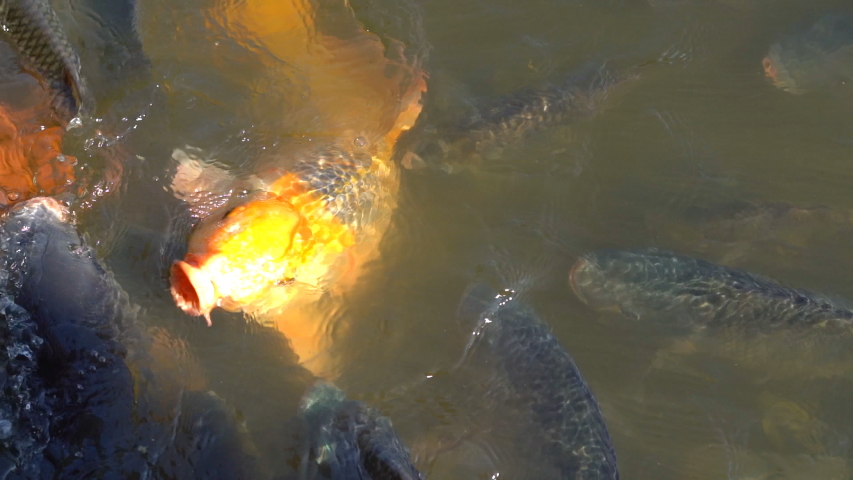 Slow motion feeding fish in pond, many fish nile tilapia eating food in farm agriculture, animal farm agriculture, organic farm animals in river, relaxing for tourist travel to feed and lookin fish 