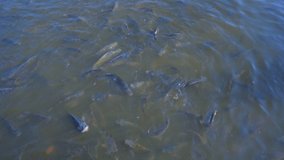 Feeding fish in pond, many fish nile tilapia eating food in farm agriculture, animal farm agriculture, organic farm animals in river, relaxing for tourist travel to feed and lookin fish, video clip 4K