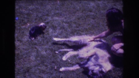 MT BROMLEY VERMONT USA-1976: Large Dog Being Petted By Woman, Small Dog Runs Over And Is Placed On Top Of Large Dog