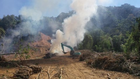 SUMATRA, INDONESIA - CIRCA DECEMBER 2019: Deforestation and fire. Rainforest burned for agricultural land. 