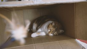 Handheld video of male hand playing with long stick with sleepy cat resting inside cardboard box time lapse fast motion video